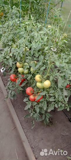 Томат розовый