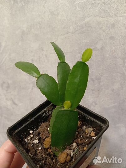 Отростки рипсалидопсиса