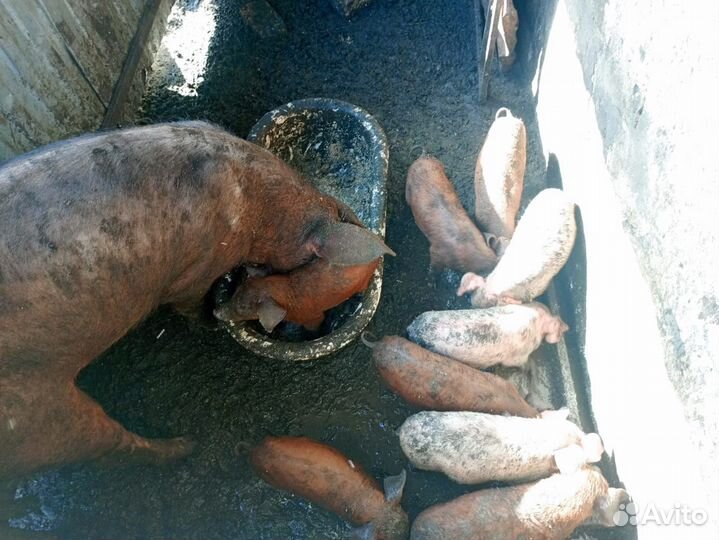 Поросята ландрас дюрок