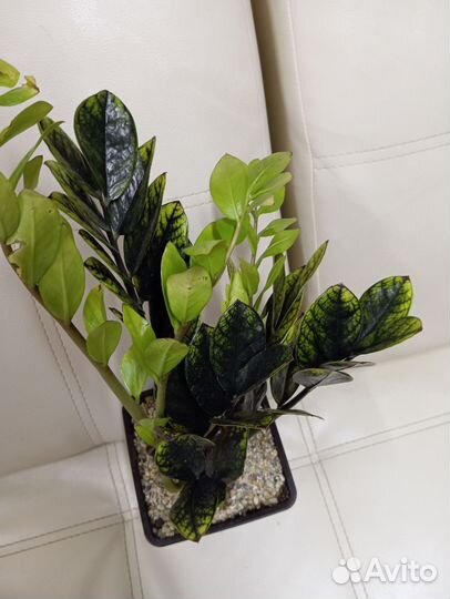 Замиокулькас вариегатный Эмеральд Голд