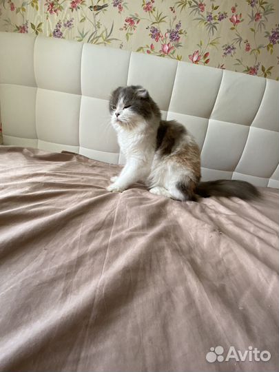 Кошка в дар бесплатно