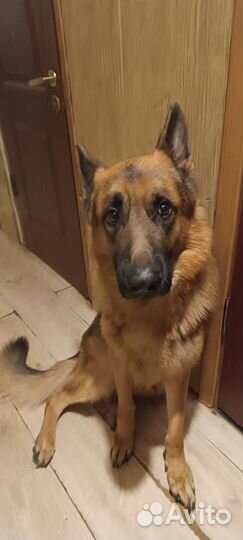 Немецкая овчарка