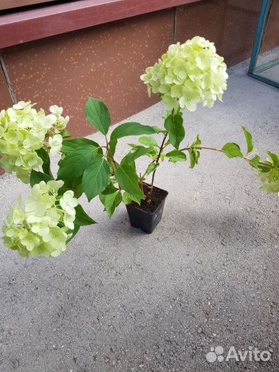 Гортензия метельчатая