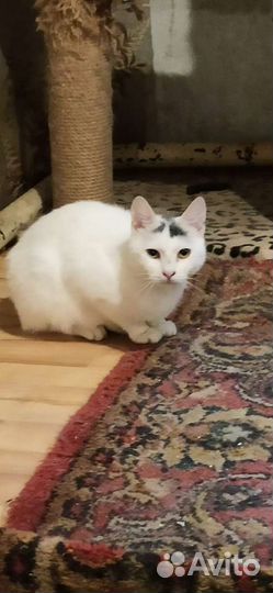 Кошечка в добрые руки