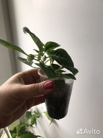 Бальзамин махровый