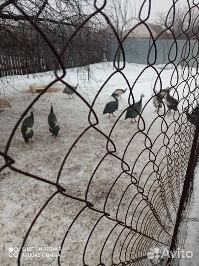 Цесарки и цесарята