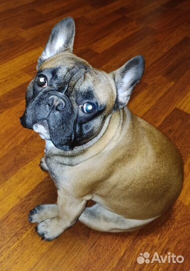 Французский бульдог кабель вязка