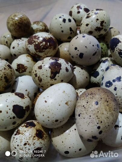 Яйца перепелиные
