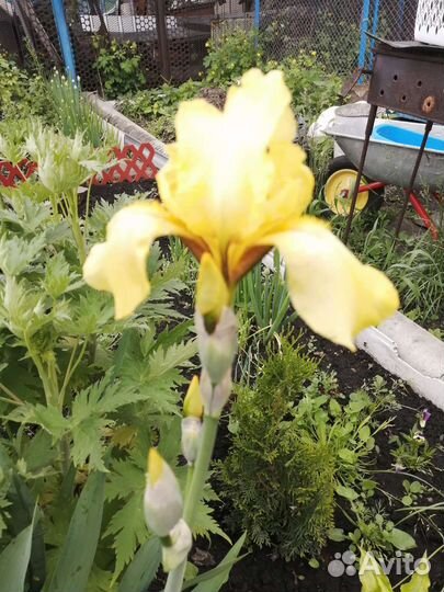 Ирис жёлтый и бородатый