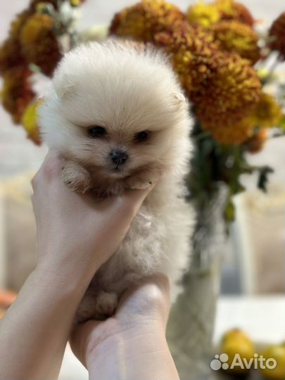 Шпиц померанский