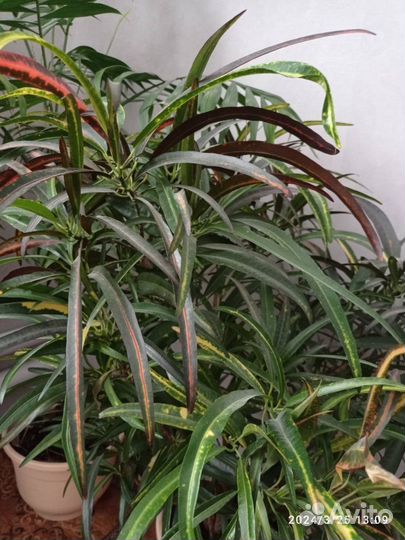 Комнатные цветы