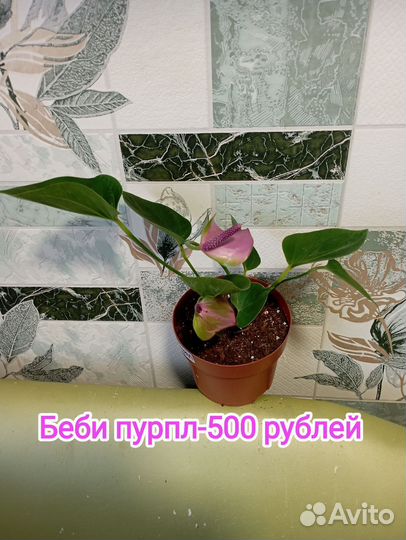 Комнатные цветы антуриум, сортовые