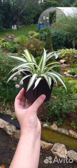 Домашние цветы