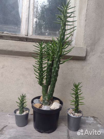 Кактус из Турции