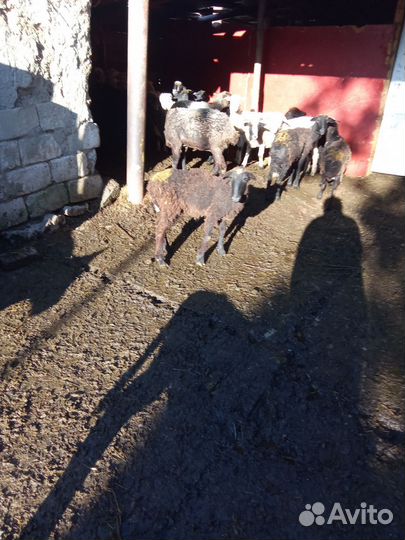 Овцы барашки