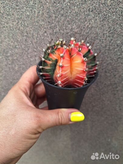 Кактус Гимнокалициум вариегатный
