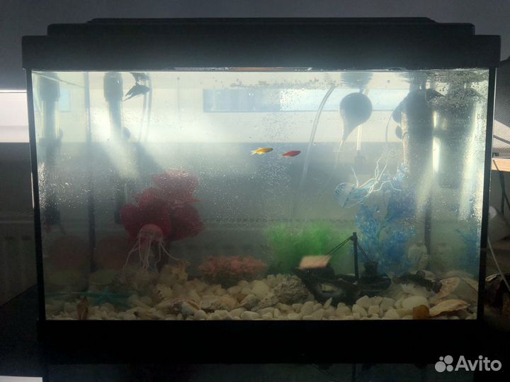 Аквариум