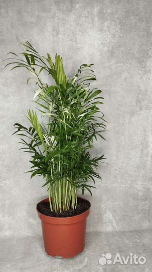 Хамедорея элеганс варегантная