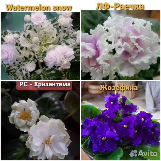 Сортовые фиалки