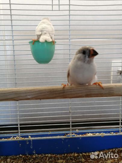 Зебровые амадины