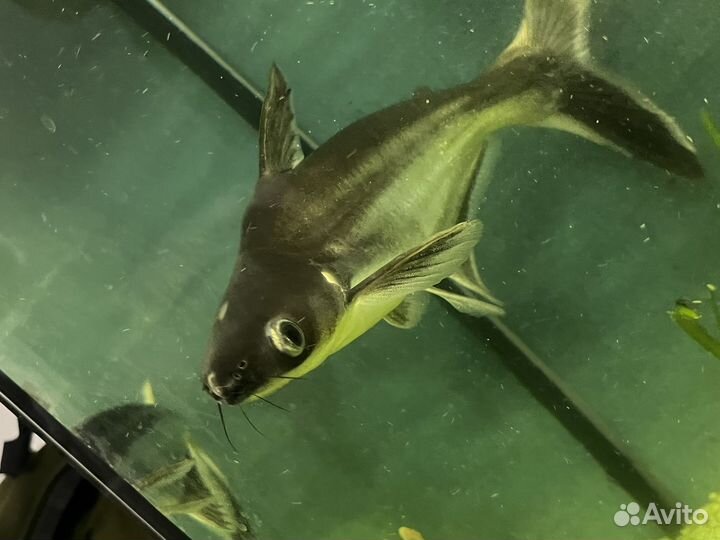 Акулий сом (пангасиус)