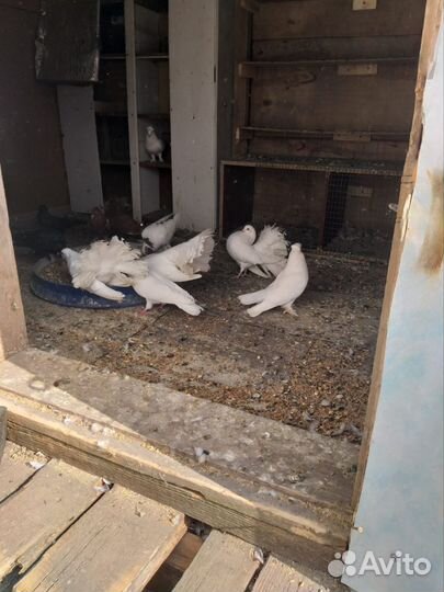 Продажа николаевских голубей