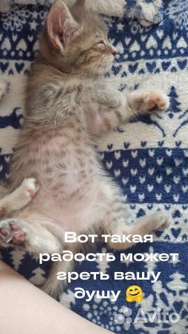 Котята в добрые руки