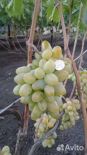 Саженцы винограда