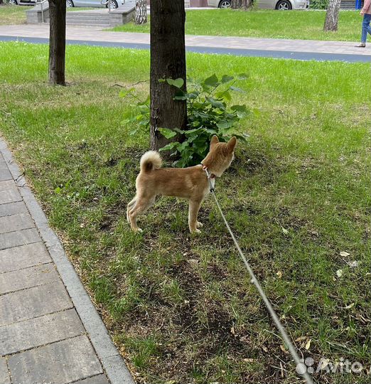 Мальчик сиба ину