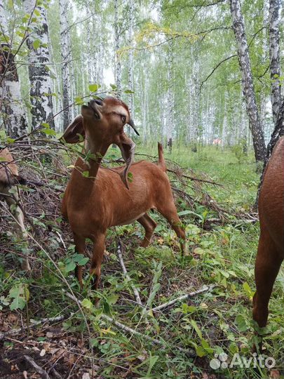 Англо нубийские козы