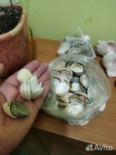 Ракушка/рапаны разные