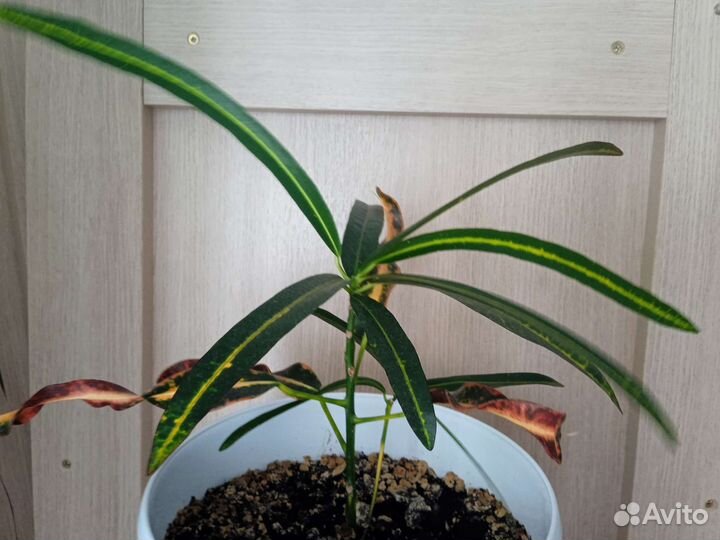 Кодиеум Кротон