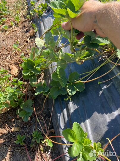 Усы клубники 