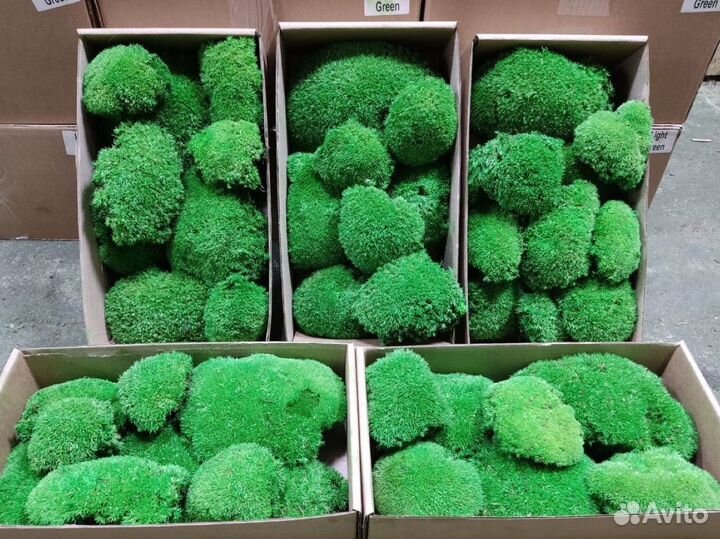 Стабилизированный мох, ягель, кочка, пласт, панно