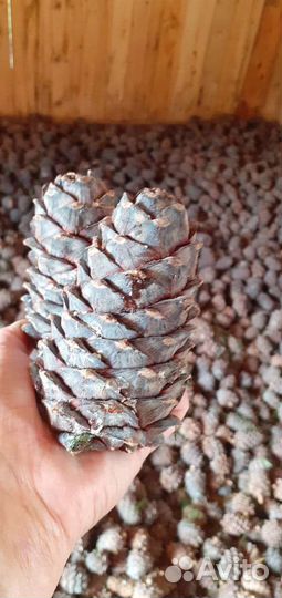 Шишки кедровые