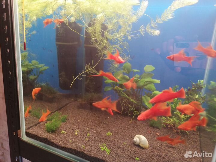 Мальки Меченосца