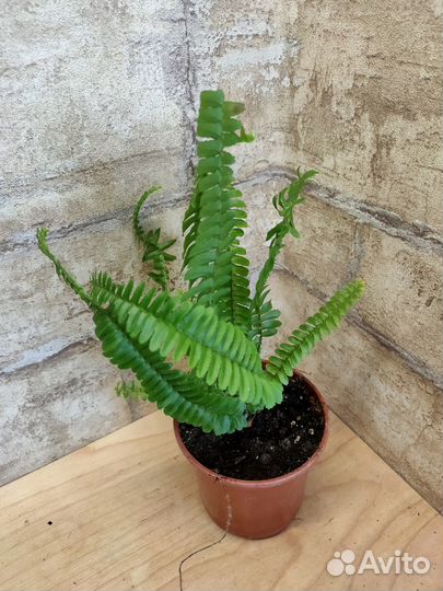Папоротники комнатные