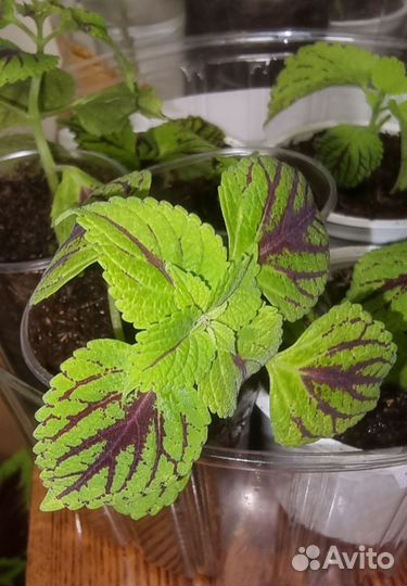 Колеус Колеозаурус (Coleus Coleosaurus)