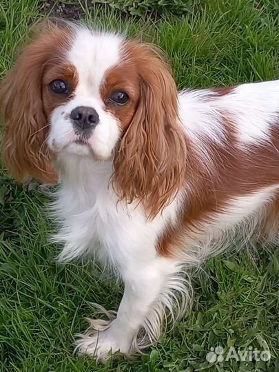Кавалер спаниель мальчик и девочки