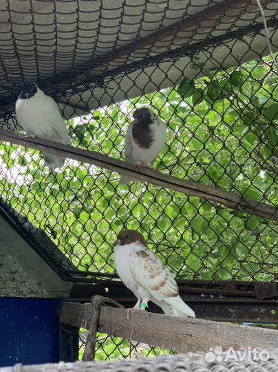 Молодые гривуны,бойные, белые голуби для свадьбы