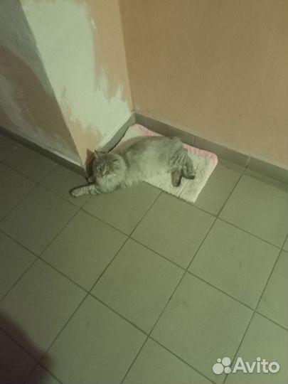 Кошка