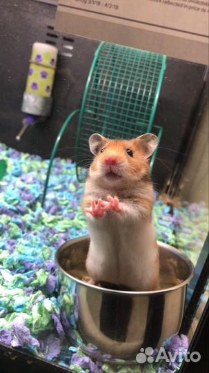 Сирийский хомяк девочка