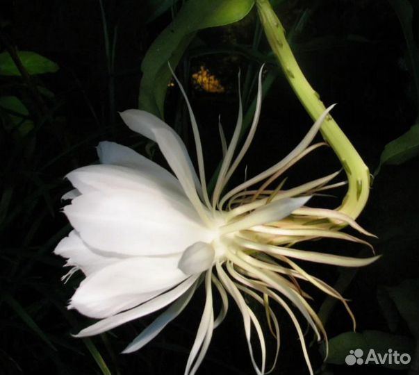 Эпифиллум Оксипеталум