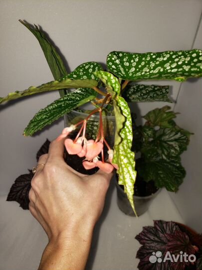 Бегония декоративно лиственная