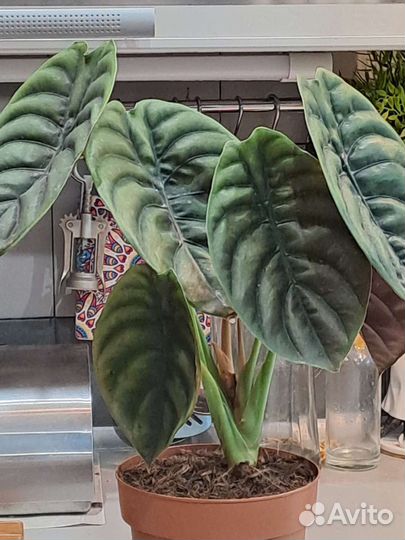 Алоказия Ред секрет