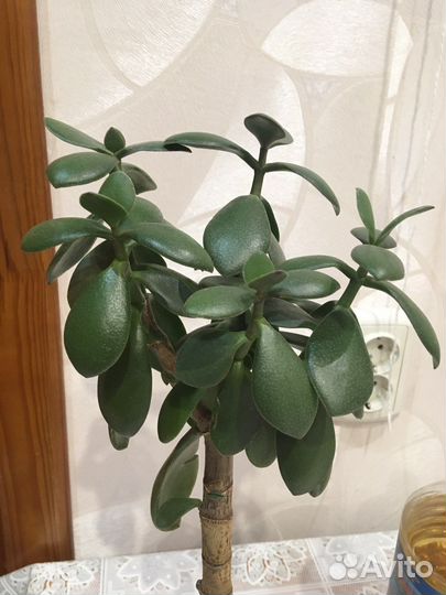 Денежное дерево толстянка
