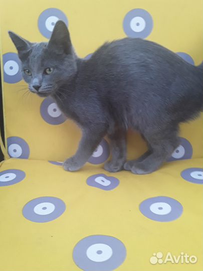 Котята сибирской кошки