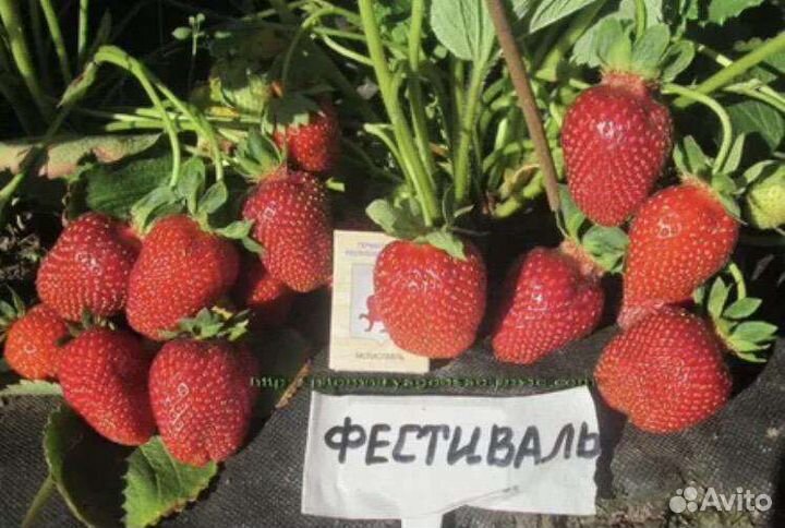 Саженцы, укоренённые усики клубники Фестивальная