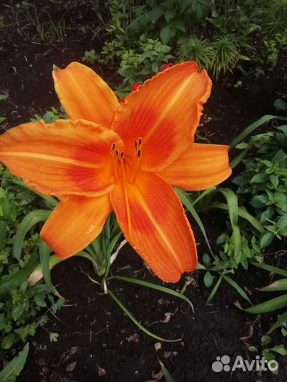 Лилейники луковицы