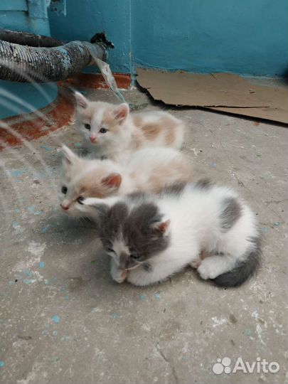 Котята в добрые руки